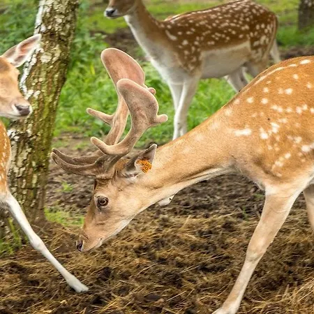 Przystan Nad Zatoka - Lubieszewo